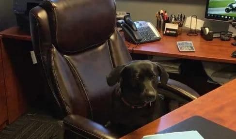 Zoey - a dog sitting in an office chair in a law office